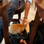 Rabbit just chilling on Andrew's backpack. He seemed to like just sitting there and scratching the bag...if only I could be so content with such a feat.