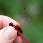 Male Trithemis aurora (crimson dropwing). This lil guy "dropped" his "wings" and decided to wedge himself between my pointer finger and thumb.