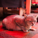 This lil guy was just chilling on the stairs below the temple's entrance. I like cats. Cats seem to generally be calm, occasionally playful and less often, volatile. If the order was reversed I might be able to relate.