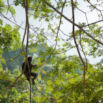 Monkey friend relaxing and contemplating life from a tree branch. Despite what it looks like, he is not smoking a joint.