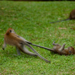 Just your average monkey antics. The one monkey said, "hey don't drag me by my tail," but the other monkey did it anyway. Monkeys...