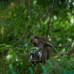 Yeah monkey, I can relate. Why don't you come down from that tree and we can share some peanuts and talk for a while.