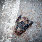 Ants devour a bat that has perished on the side of the road. They will soon become vampire ants who fall in love with mortal ants, thus causing all kinds of drama and fuel for romance novels.