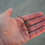 A sea star moves around on my hand and transfers its kinetic energy, motivating me to squirm because I feel creeped out.