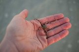 A sea star moves around on my hand and transfers its kinetic energy, motivating me to squirm because I feel creeped out.