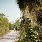 Walking the Bailey Tract on Sanibel Island I encountered some unique wildlife--an invasive species of French tourists!