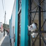 An apprehensive street cat looks out for cheap airline tickets to anywhere but Lima.