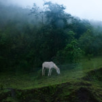 The mystic Peruvian hornless unicorn grazes on the side of a mountain. Ethereal and haunting, I could see this spot quickly being monetized an becoming a tourist location, but unfortunately the locals want to settle for an authentic life that doesn't resemble a premise-less reality television show.