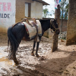 A tired horse tries to wipe the mud off of its feet before entering a building with mud floors. It's the thought that counts. Like most people/horses, he doesn't have the awareness to realize he could easily break away from whatever he is chained to, enabling him to gallop off a cliff and end his miserable horsezistance.