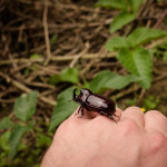This is the closest thing I got to a handjob while I was in Peru. Just kidding, that's not even really funny. A beetle with a built-in bottle opener trots along my hand looking for the keychain he should be attached to.