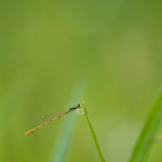 The most peaceful little guy I met in Arkansas, a Citrine Forktail (Ischnura hastata) hangs out on a blade of grass while we both bond over our extreme dislike for humans. Fortunate for him, he doesn't have to hate himself because of this.