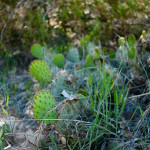 Baby cacti in the shade just trying to grow up and be big.