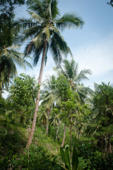 The day Andrew and I went hiking around was my best day on the island. We got lost in this lush, palm-forested area and forgot about everybody else.