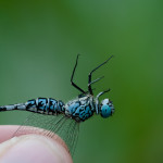 Acisoma panorpoides (Asian pintail). This is one of the dragonflies I was excited about seeing in Asia. Well, as you can see, I saw him! The males are blue and the females are green. Shawna was impressed with how excited I got when I spotted some of these little guys.