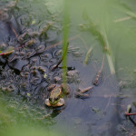 I gave this frog some Bubblicious and he tried to one-up my bubble-blowing skills by blowing bubbles from each side of his mouth. I would say he was successful in one-upping me.