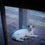 A fierce street cat. Most of the cats here had bent or otherwise deformed tails. The first time I saw it I thought the cat had just gotten its tail run over. There were too many deformed tails for this to be the a reasonable explanation. Some friends we met hypothesized the gene pool might be a bit to small.