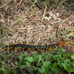 Some kind of outrageous centipede that attacked and killed all of us. I'm posting this blog from the afterlife.