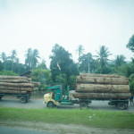 Rainforest...what rainforest...we got these big ass logs at Walmart! Gotta go, byeeeeeeeeeee.