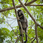 Determined to learn a human language in order to communicate and administer help to a suffering population--Homo sapiens--a cute monkey practices expressing the vowel "o".