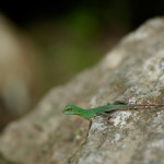 "Hi, I'm a cute startled lizard. You may think I look farmiliar...my cousin sells car insurance in America!"