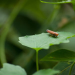 Smiling leafhopper. That's what a lack of consciousness does for you...