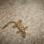 Mottled lizard takes a break from his otherwise busy day to scare the shit out of me.