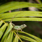 Mini dinosaur plays on a plantground, a type of precursor to playgrounds.