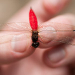 Libellulid that came up to me asking for a finger hug and physical examination. I obliged because I'm a licensed insect general practitioner.