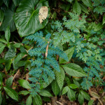 I think these plants were bioluminescent. They seemed to glow a bluish-green tint when observed.