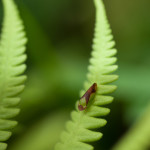 Cutest lil Malaysian leafhopper I've seen in a while!