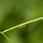 I think these are some sort of eggs. Supposedly some insects place their eggs on stalks to prevent cannibalism upon hatching.