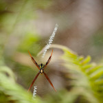 I jumped when I saw this spider. He didn't truly threaten me--it's all in my head.