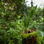 One plant uses itself as the pot for another. Symbiosis prevents plants from having to shop at Walmart.