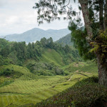 Dense verdure pastures of tea plants assault my mind and I realize I am fine, just take life slowly. Take it easy Brian.