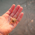 One of the many types of crabs I found at the beach. This one looked the scariest but once you picked him up he was harmless. Fear is all in your mind. Push through it and you just might be rewarded with a cool crab on your hand.