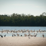 Lots of birds. People often like to take pictures of birds but not me, I'm just trying to fake being a retired guy with too much time and money until I make it.