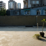 My neighbors had these two plants on our roof. I talked to and saw more of them than my actual neighbors.