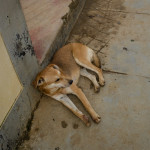 The stray dog followed me internet cafe and sat at my feet. One of his bones had been broken and was sticking out of the skin on his leg, so he wobbled on three feet while following me around town. I didn't know how to help him. Now I know how my parents feel.