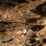 A little smurf dragonfly chilling on a leaf. He told me that my haphazard journey style had prevented me from seeing a whole other side of Ecuador and that I needed to venture east of the Andes into the jungles. I didn't have the patience at the time and wanted to use my dwindling resources elsewhere. One day I will return and try to find him so we can go together.